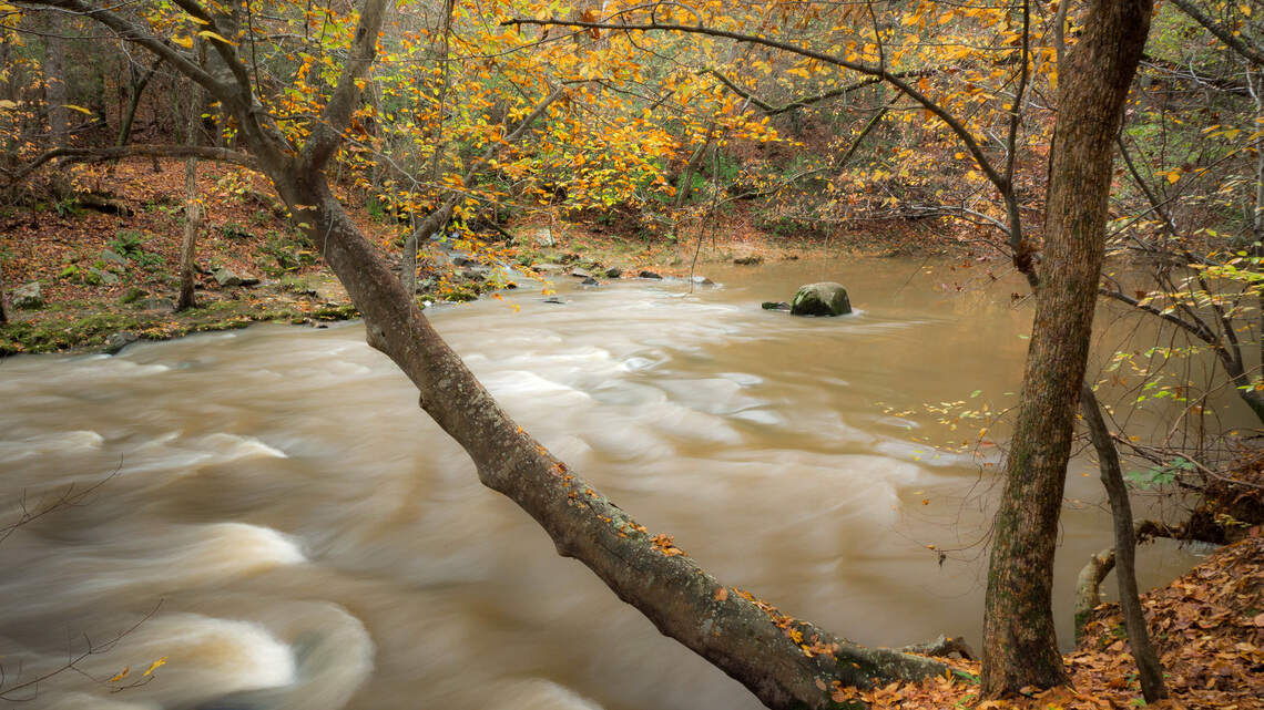 Does my neighbor have to clean up leaves, branches on my yard? What NC law says