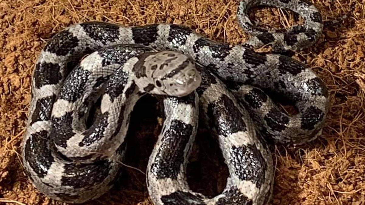 Juvenile Black Rat snake.