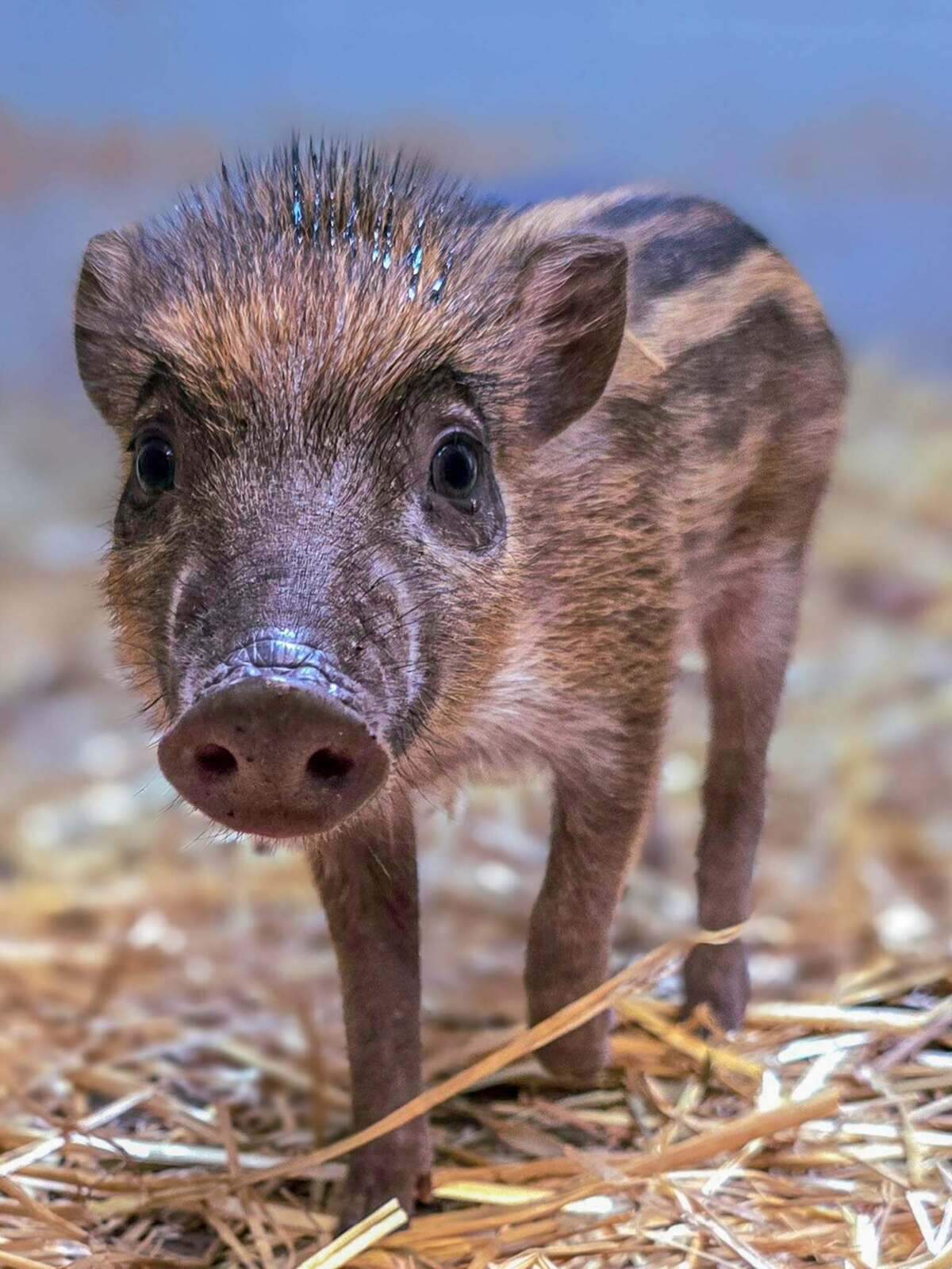 How you can name NC Zoo’s critically endangered piglets | Raleigh News ...