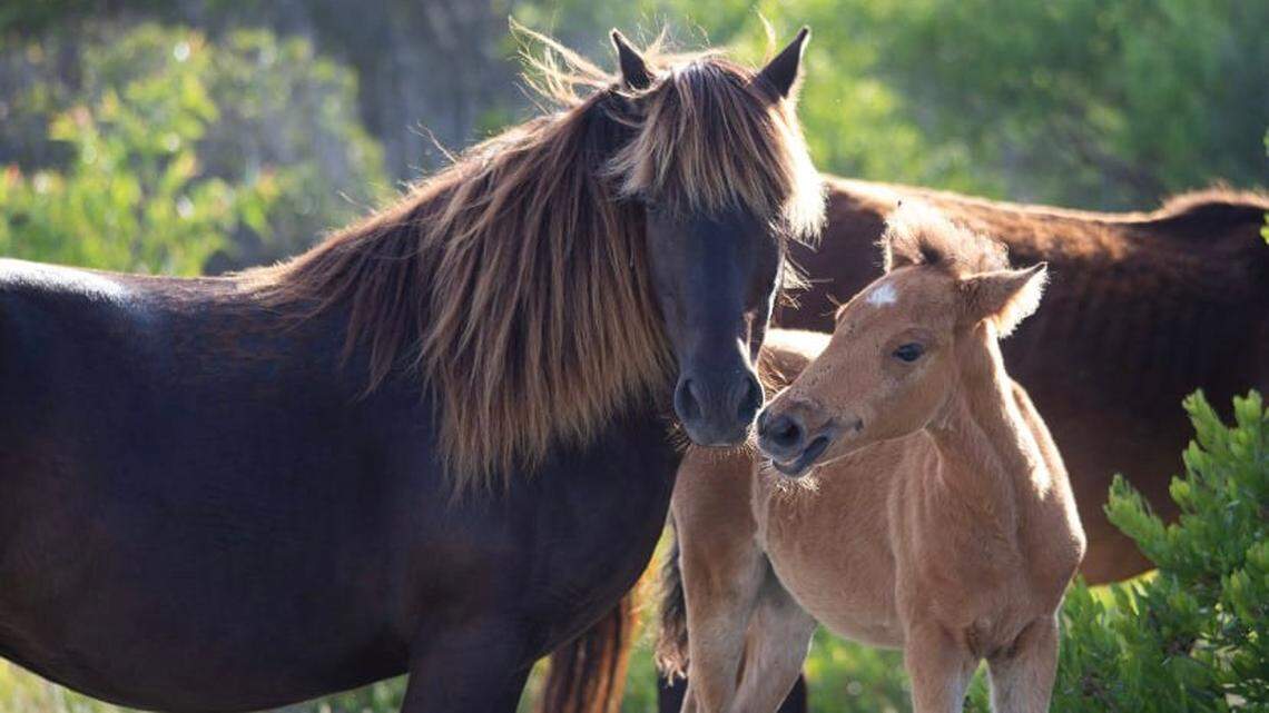 A photo shows Rabbit as a foal in 2019. She was hit by a vehicle and killed on Saturday, Jan. 1, according to the Corolla Wild Horse Fund.