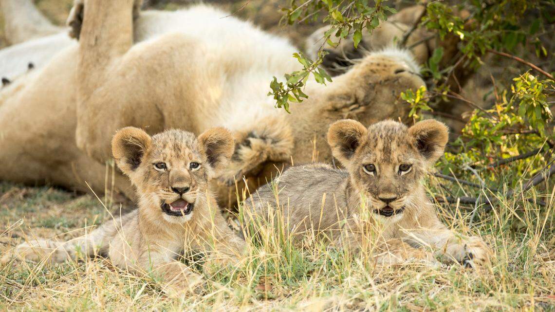 In the National Geographic Channel nature documentary series “Savage Kingdom,” Tsebe has coaxed her cubs out of the den site to suckle. With full bellies the cubs relax in the safety of their mother’s presence.