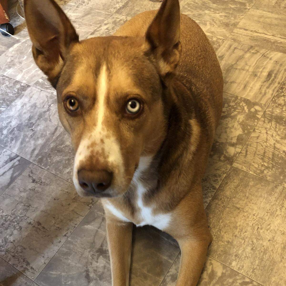 Uki was named a finalist in The News & Observer’s “cutest dog in the Triangle” contest in fall 2024.