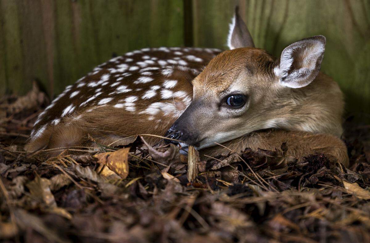 A white-tailed deer fawn rests along a fence line in the Woodcrest neighborhood in East Raleigh near the Crabtree Creek Greenway in Raleigh on Wednesday, May 27, 2026.