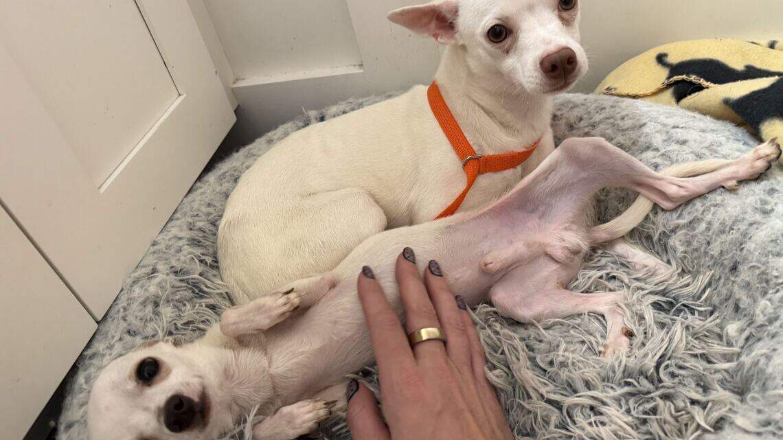 19 chihuahuas rescued from Wake County home. Owner charged with animal cruelty