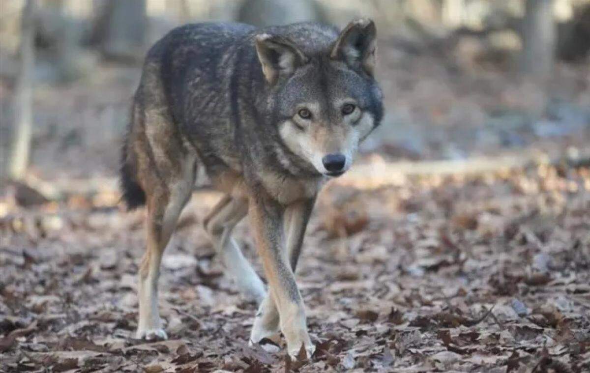 Oka is one of two new red wolves at Durham’s Museum of Life and Science. Oka, a male wolf, is coming to the museum from the Wolf Conservation Center in New York along with Martha, a female wolf.