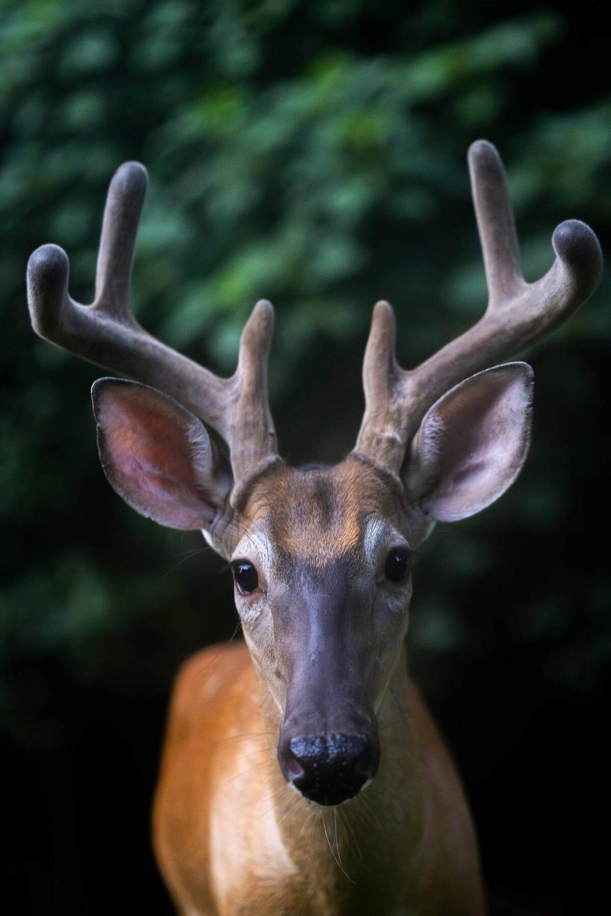 A six-point buck with velvet on his antlers grazes near the Capital Area Greenway’s Buckeye Trail in East Raleigh late Sunday afternoon, July 20, 2025.