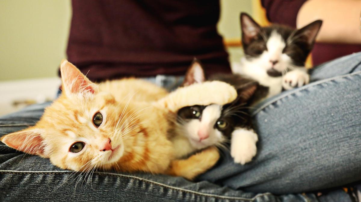 Traci Highsmith, who fosters kittens for SAFE Haven of Raleigh, holds her latest litter of foster kittens from left, Nougat, Chip and Truffle, at her Raleigh home on Wednesday, April 3, 2019. Highsmith uses an Instagram account with nearly 40,000 followers to raise awareness about pet adoption.