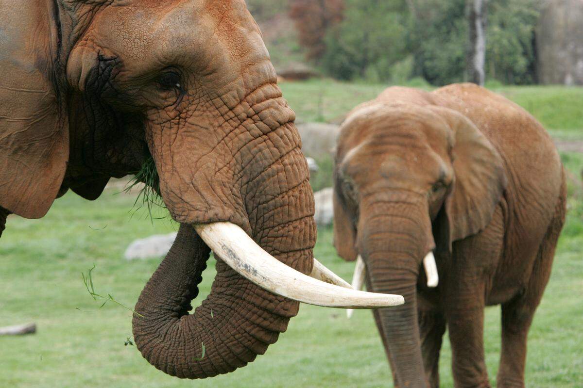 A 2008 photo of C’sar, left, and Little Diamond, African elephants at the N.C. Zoo.