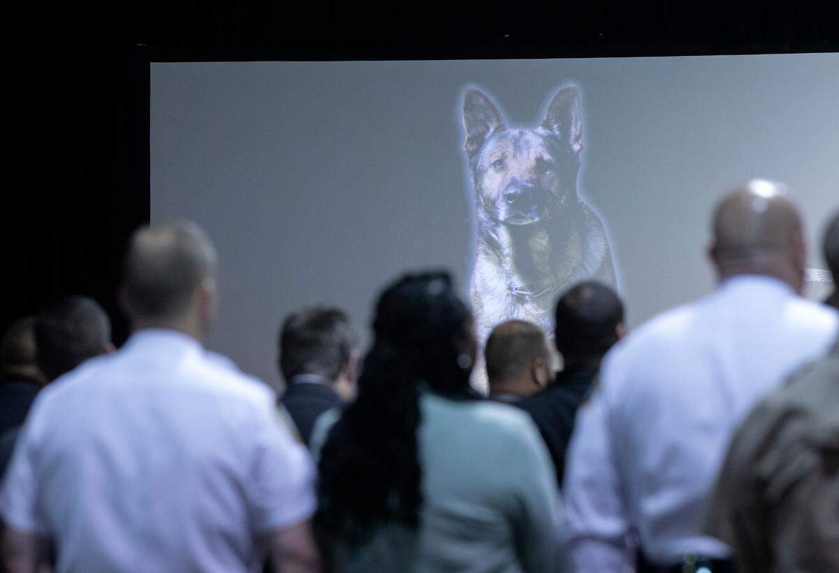 Guests stand during a memorial service for K9 Santos, a Wake County sheriff’s dog that was shot and killed while on duty, at the Kerr Scott Building on Wednesday, June 14, 2023, in Raleigh, N.C.