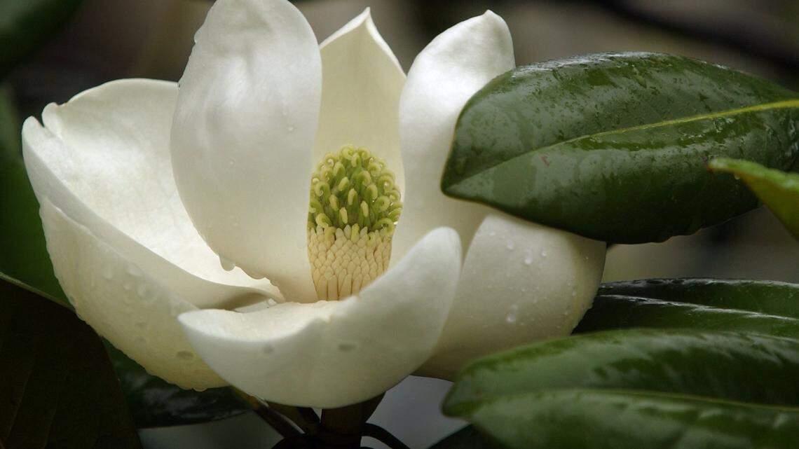 A magnolia blossom in light drizzle is in stark contrast to the darker magnolia leaves. The southern magnolia is the State Flower of Mississippi.