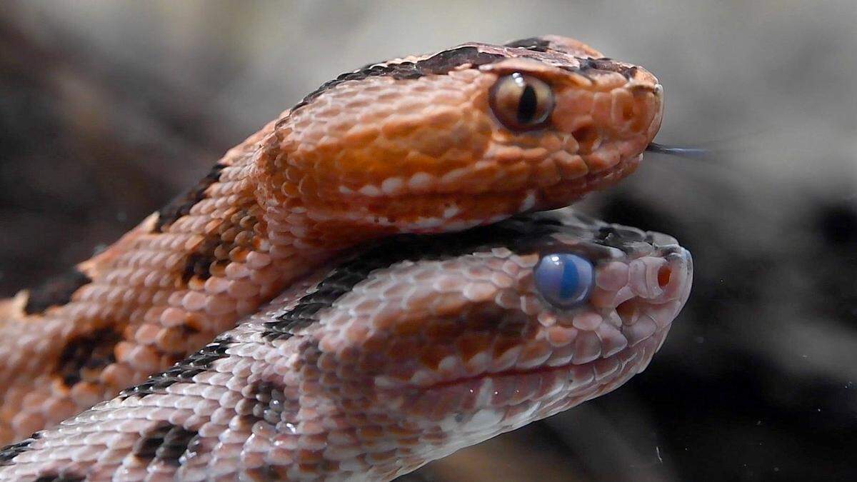 Two pygmy rattlesnakes slither around in their habitat.
