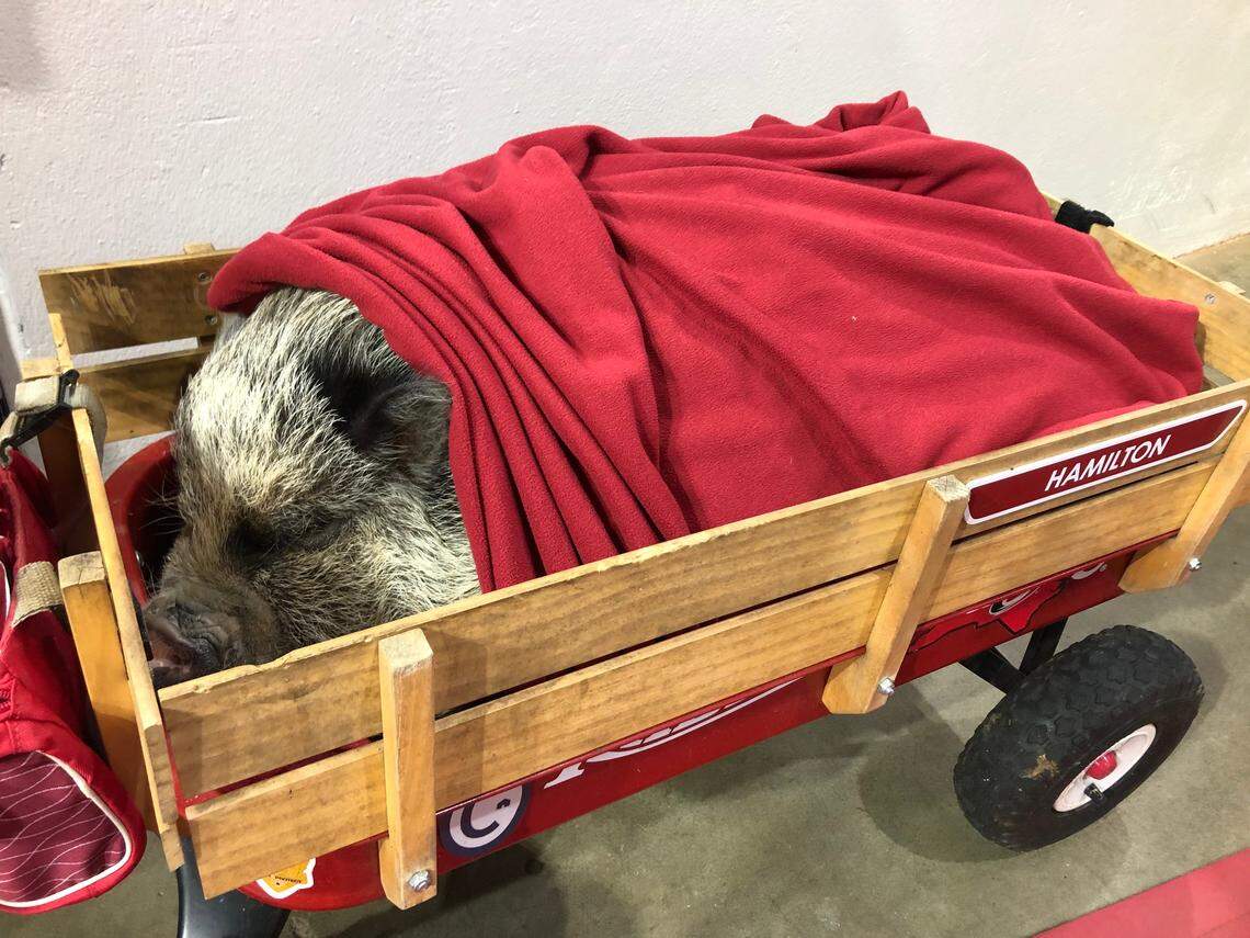 Hamilton the Pig takes a break during Game 3 of the Eastern Conference Finals game against the Boston Bruins in Raleigh, May 14, 2019.