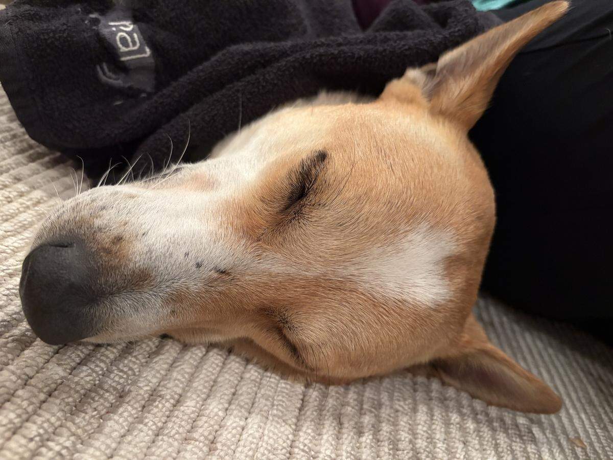 Aloka the Peace Dog seen recuperating in his RV in Louisburg on the Buddhist monks’ Walk for Peace.