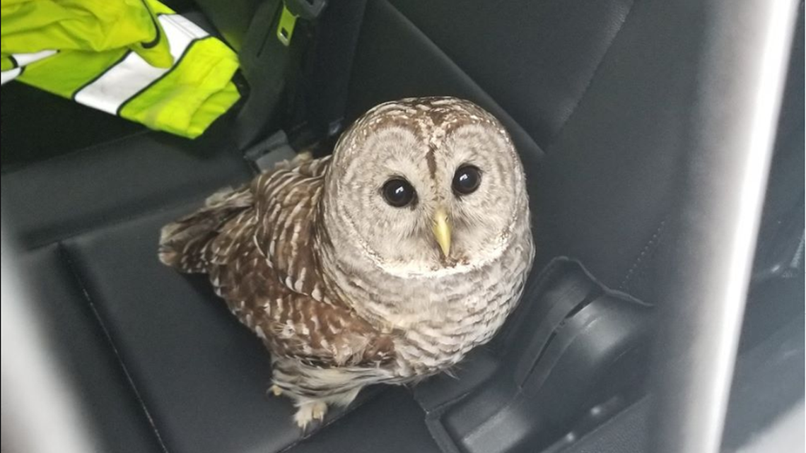 A Vermont State trooper on Interstate 91 “witnessed a vicious assault” on this owl by crows. He rescued the bird, which suffered broken bones.