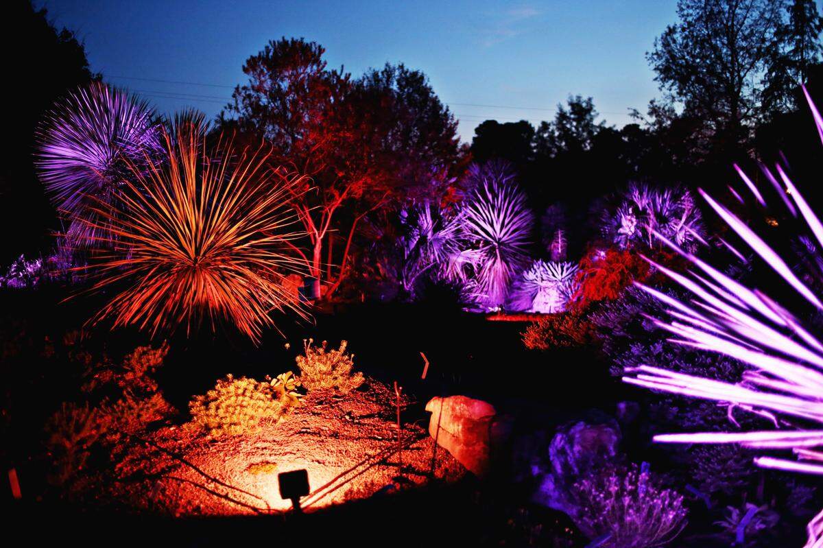 JC Raulston Arboretum’s Moonlight in the Garden showcases the personality and nuance that is possible in illuminating a nighttime landscape.