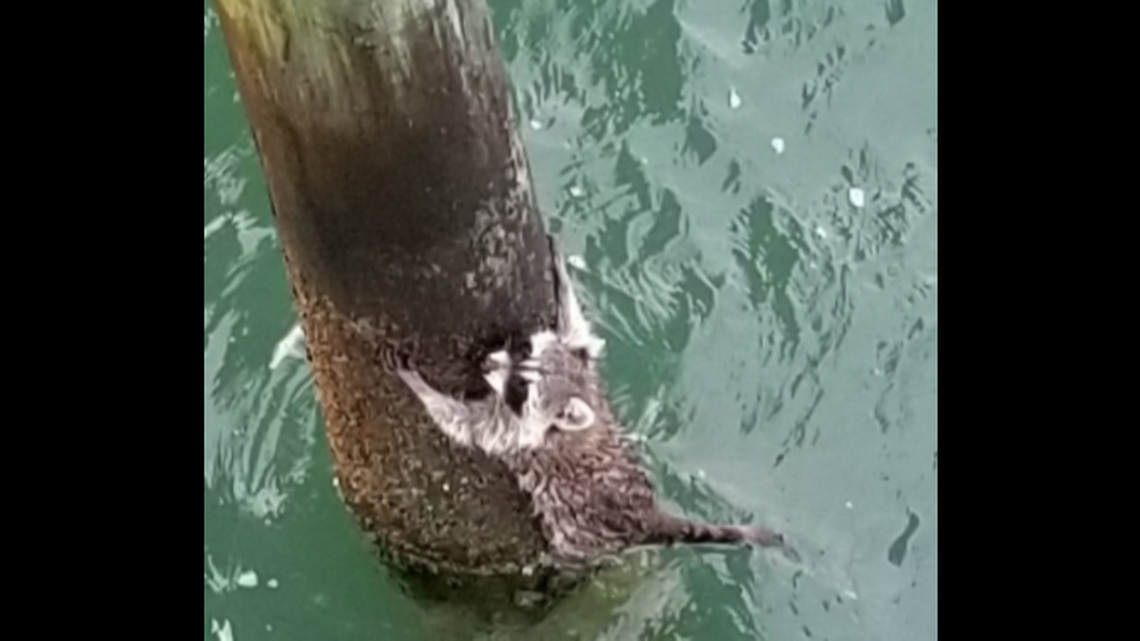 A live raccoon was fished out of the water off Emerald Isle’s Bogue Inlet Pier, which stretches 1,000 feet into Onslow Bay.