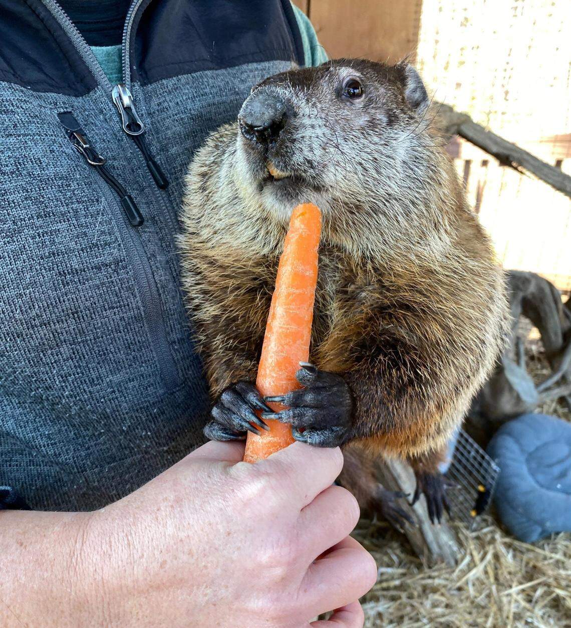 Chimney Rock State Park will host the 17th annual Groundhog Day event on Feb. 2, 2022. This is the first time for Pumpkin, a new groundhog at the park, to predict the weather.