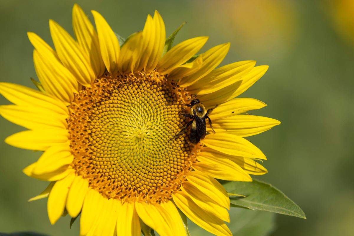 A bumblebee feeds upon one of the early sunflower blossoms at Dix Park’s sunflower field on Thursday, July 13, 2023 in Raleigh, N.C.