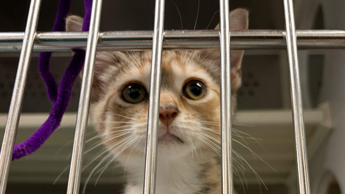 One of many kittens waiting for adoption at the Wake County Animal Shelter.