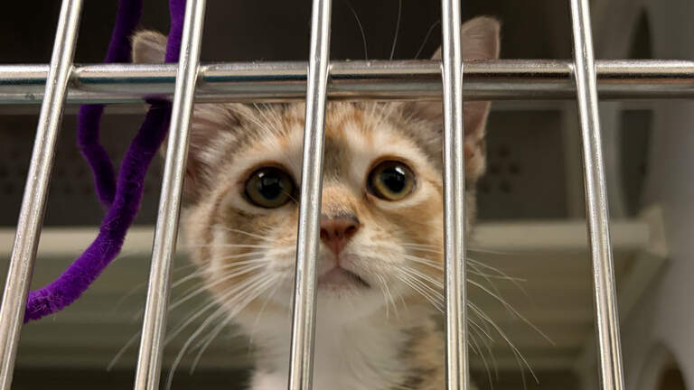 Wake County Animal Center asks for adopters as hundreds of animals fill shelter