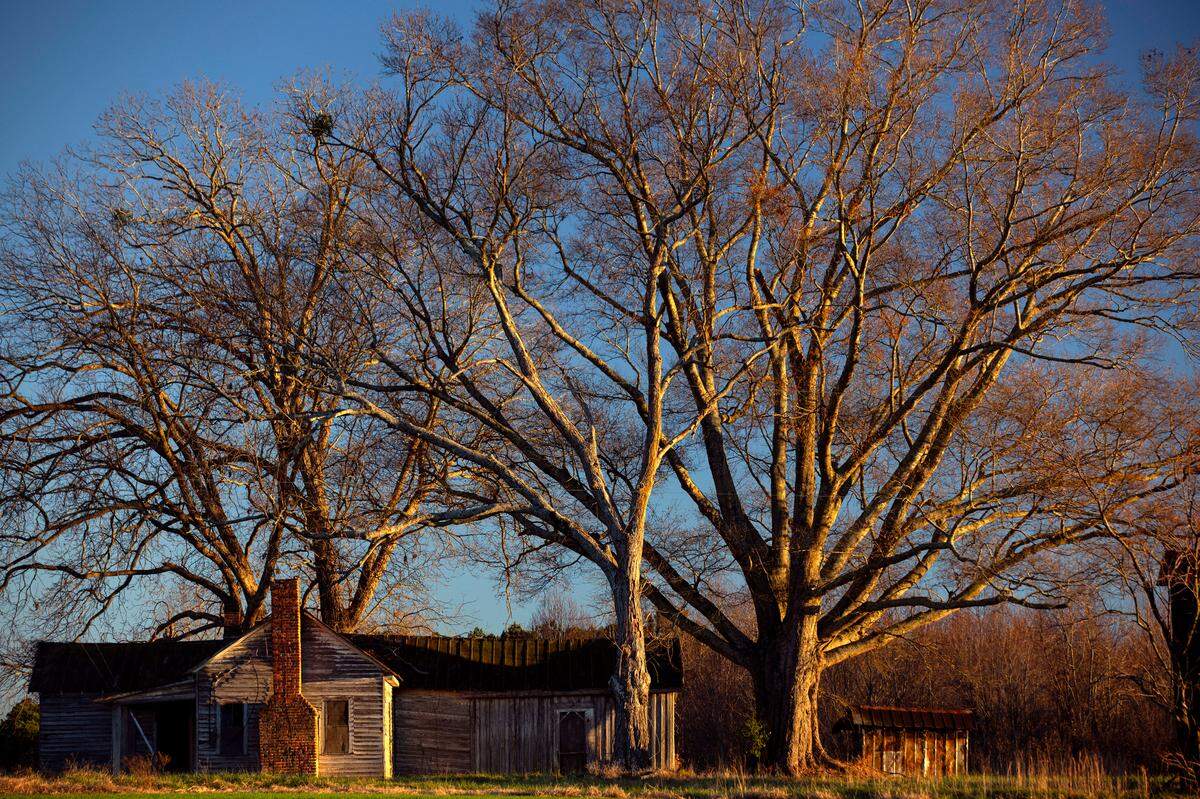 The last rays of winter sunlight illuminate large trees and the abandoned buildings on a rural North Carolina tobacco farm.