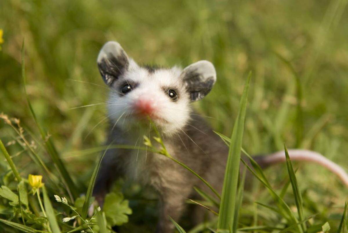 Opossums are North America’s only native marsupial and can eat up to 5,000 fleas a day. Wildlife Welfare tries to keep opossum siblings together.