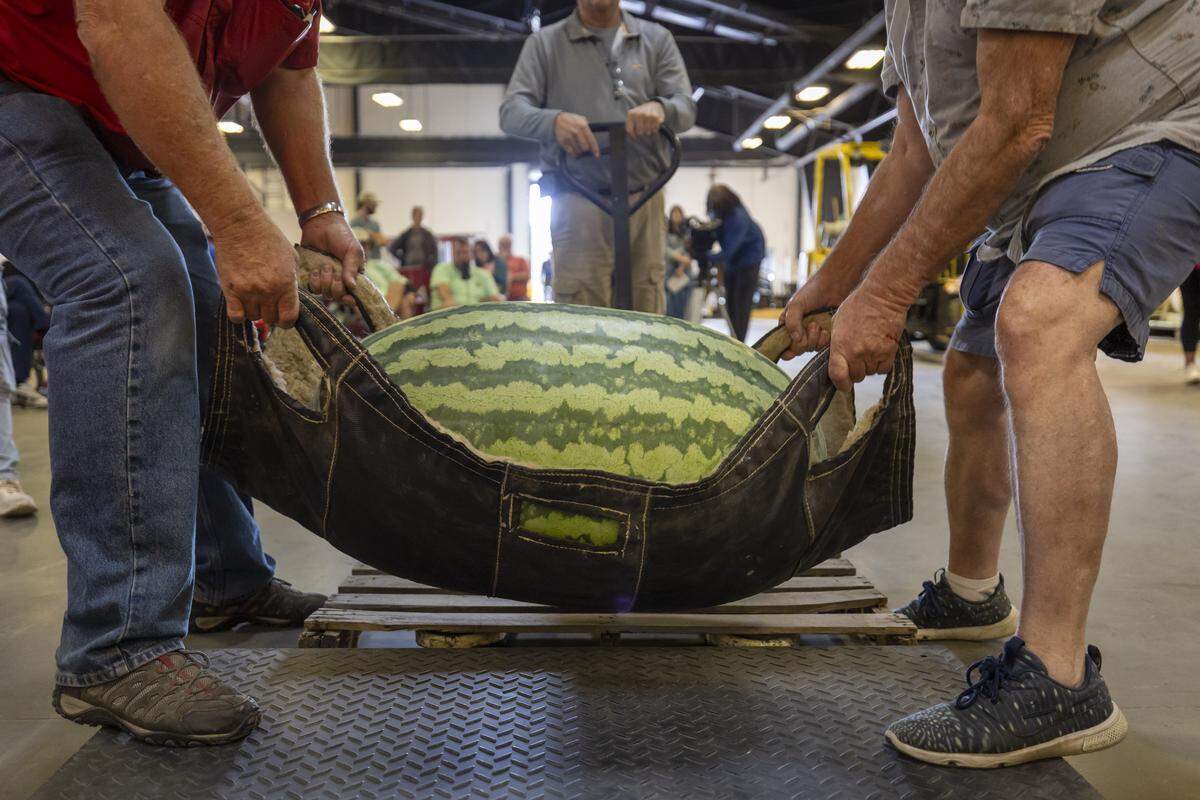 Event workers carefully move a giant watermelon grown by Clifford Dawson of Garner, North Carolina, to the scales during the 2025 N.C. State Fair Great Pumpkin and Watermelon Weigh-Off on Tuesday, Oct. 14, 2025 in Raleigh.