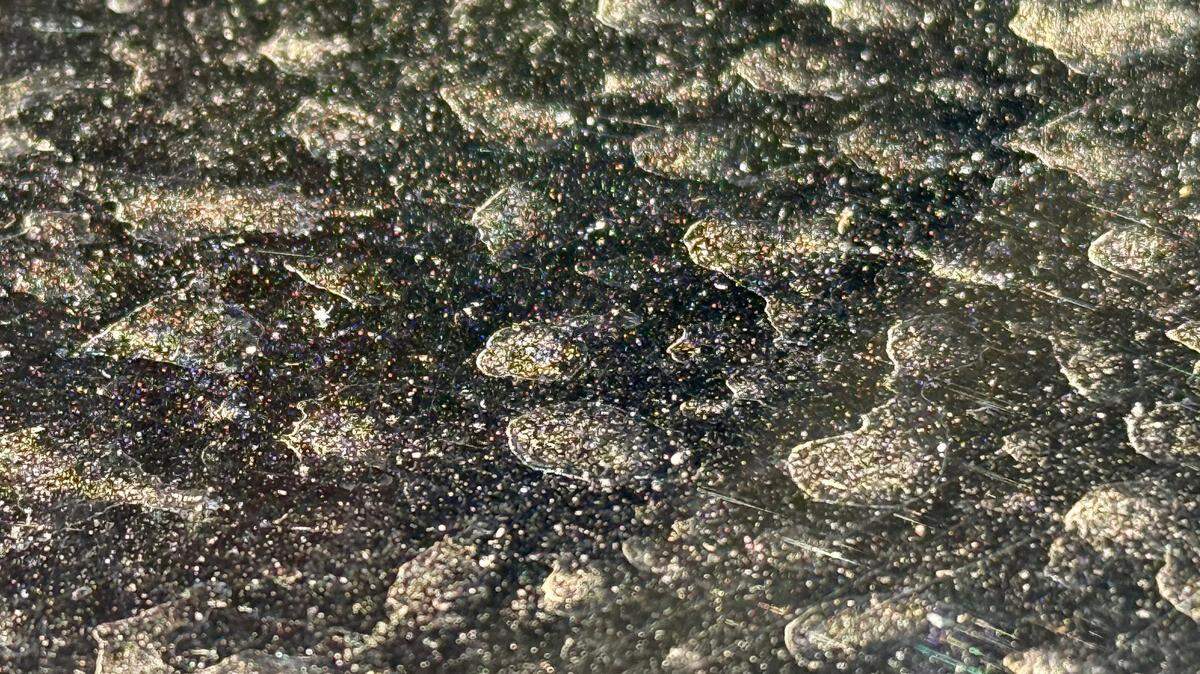 Water spots mixed with pollen form on the hood of a vehicle in Raleigh, N.C. Wednesday morning, April 23, 2025.