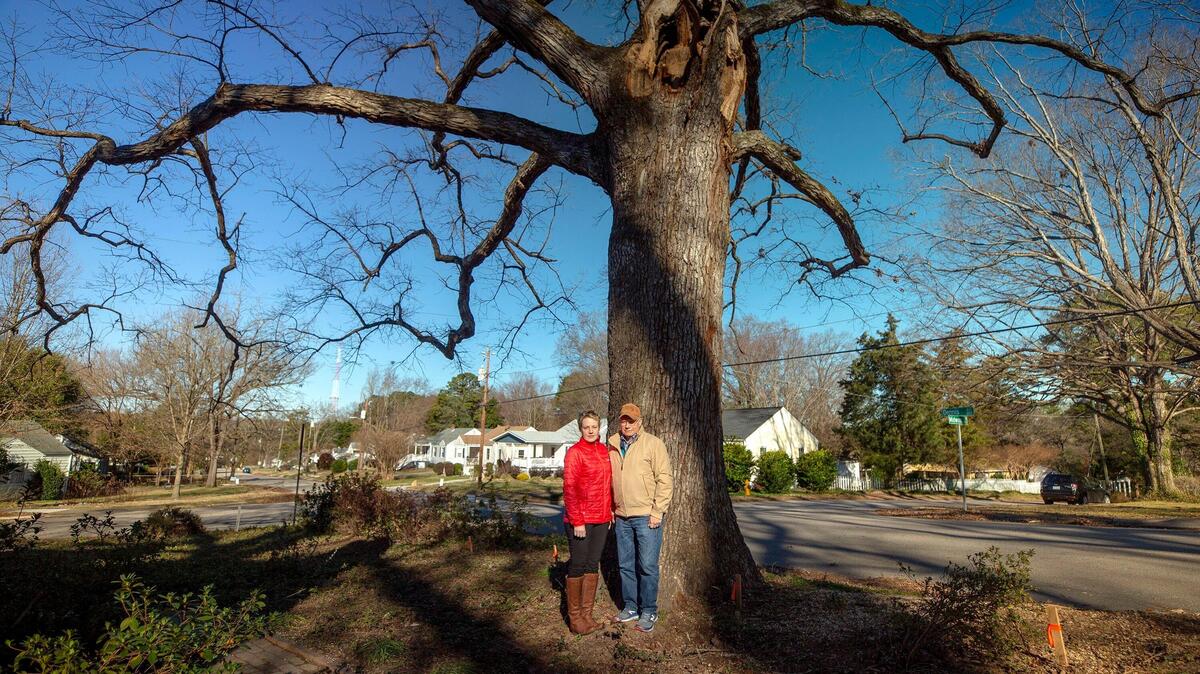 Oak tree in Raleigh, NC, must be cut down | Raleigh News & Observer
