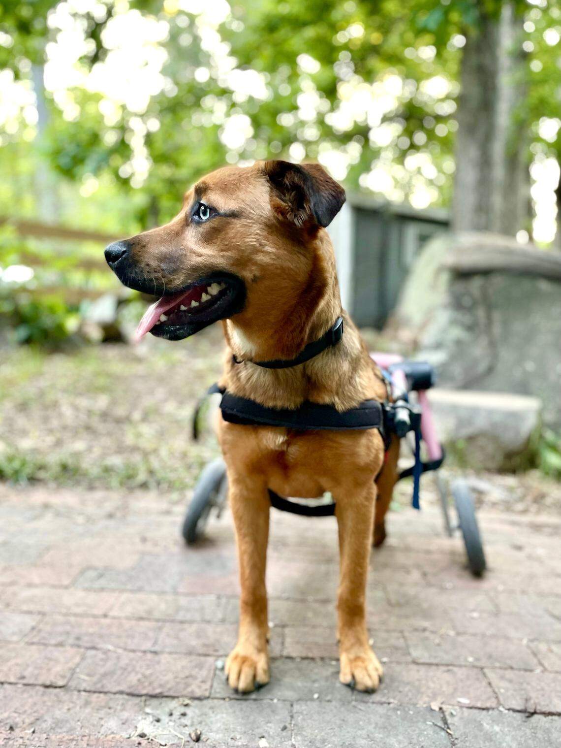 Gracie, who was rescued after being found in a dumpster, is able to walk with help of a wheel chair