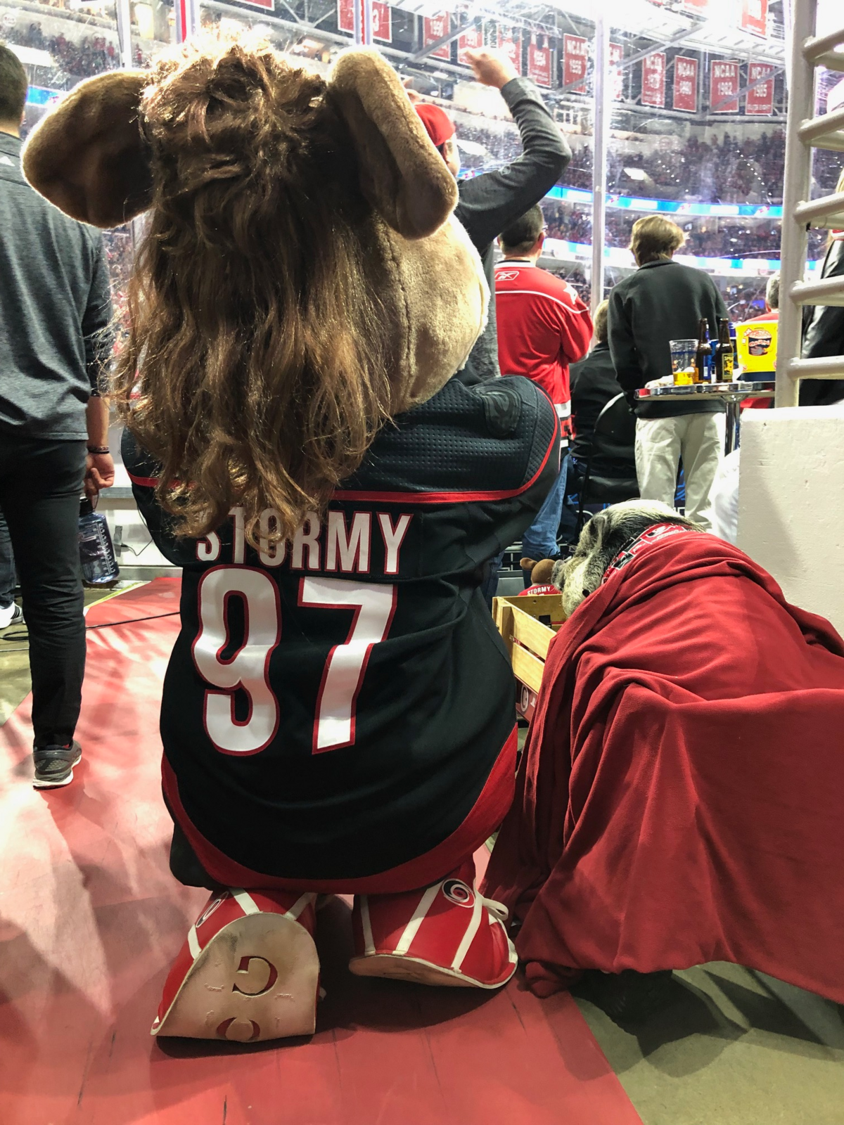Carolina Hurricanes mascot Stormy the Pig watches the game with Hamilton the Pig at Game 3 of the Eastern Conference Finals game against the Boston Bruins in Raleigh, May 14, 2019.
