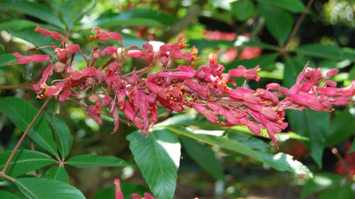 Buckeye is found on creek or river banks, in woods and pastures across the state.