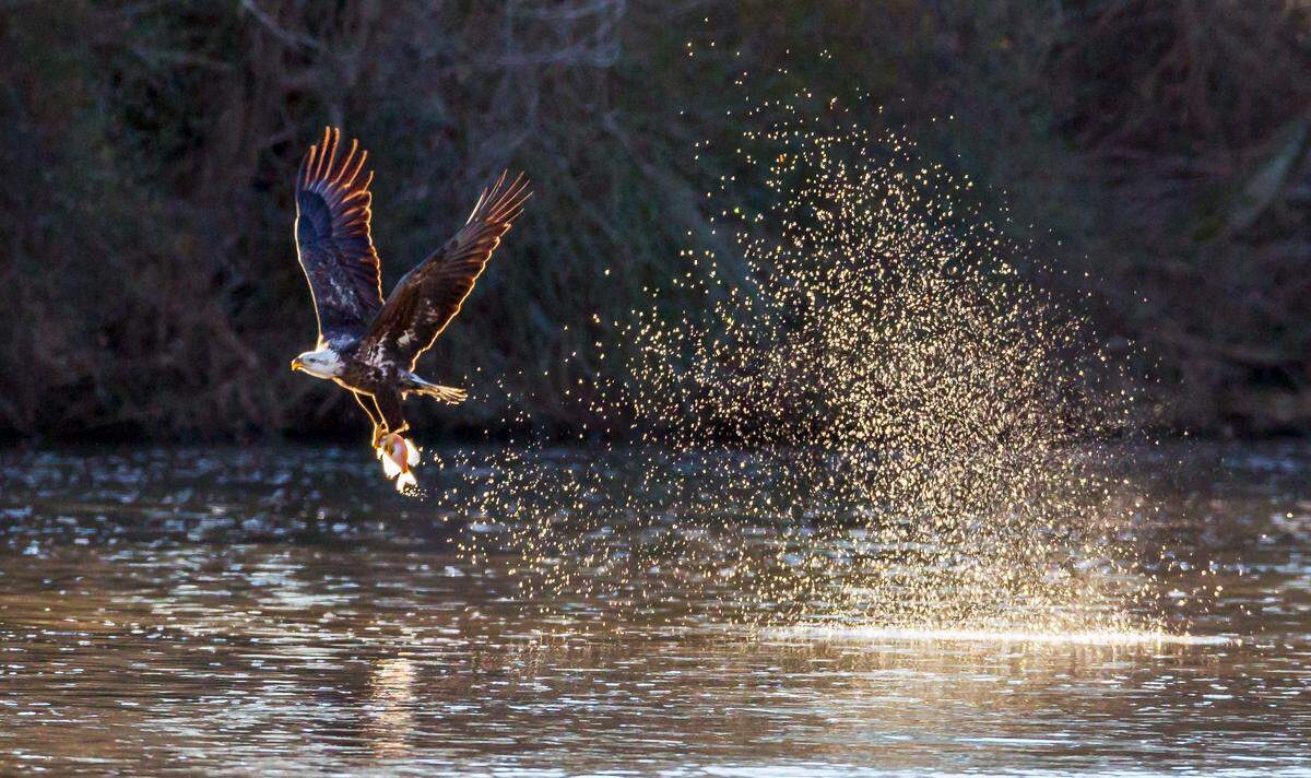A bald eagle catches a fish in the early morning on January 31, 2015 at the Jordan Lake Dam.