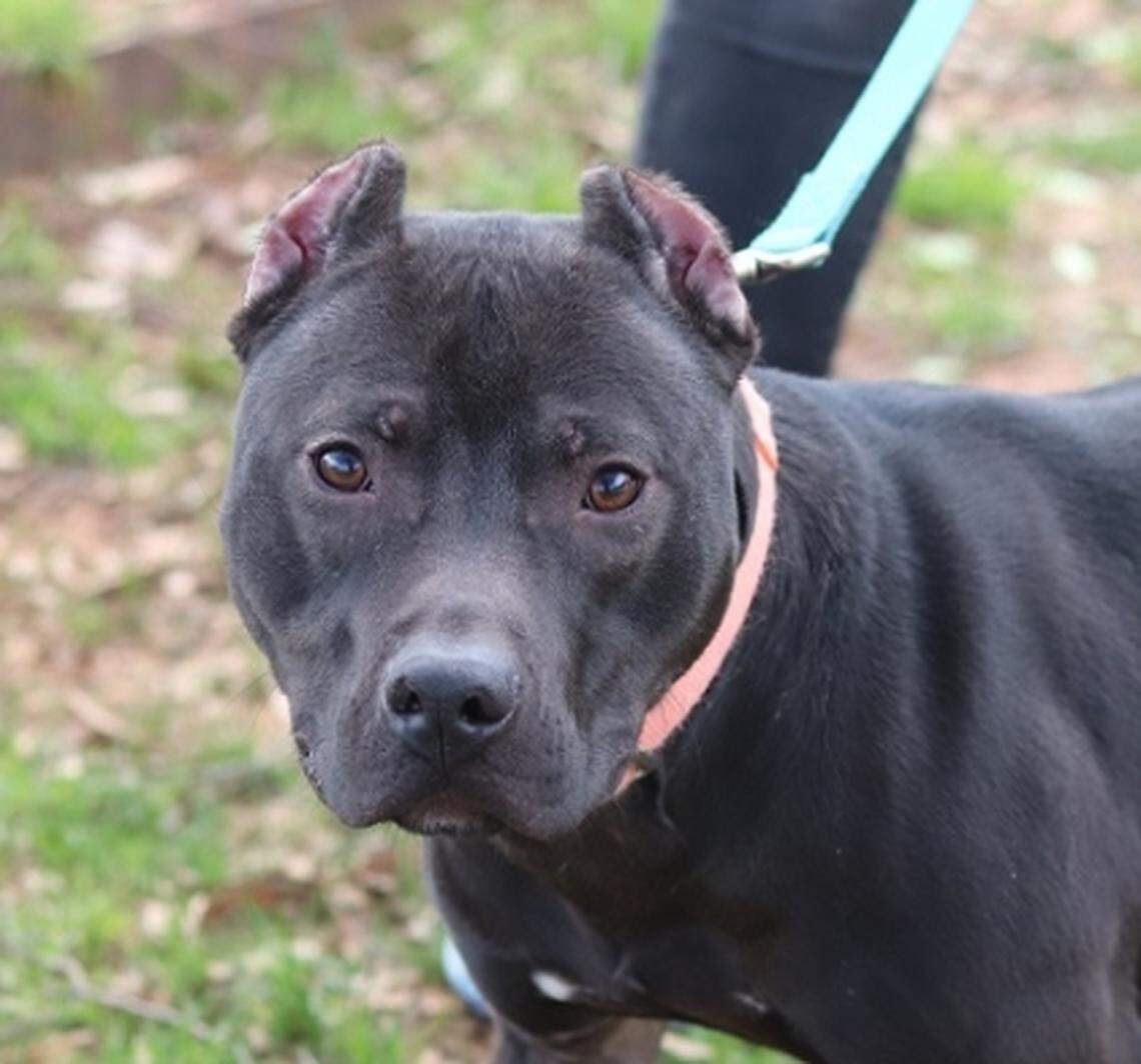 Raisin is one of eight pit bulls seized during an Orange County dogfighting investigation in March 2018 that was deemed adoptable and has found a new home.