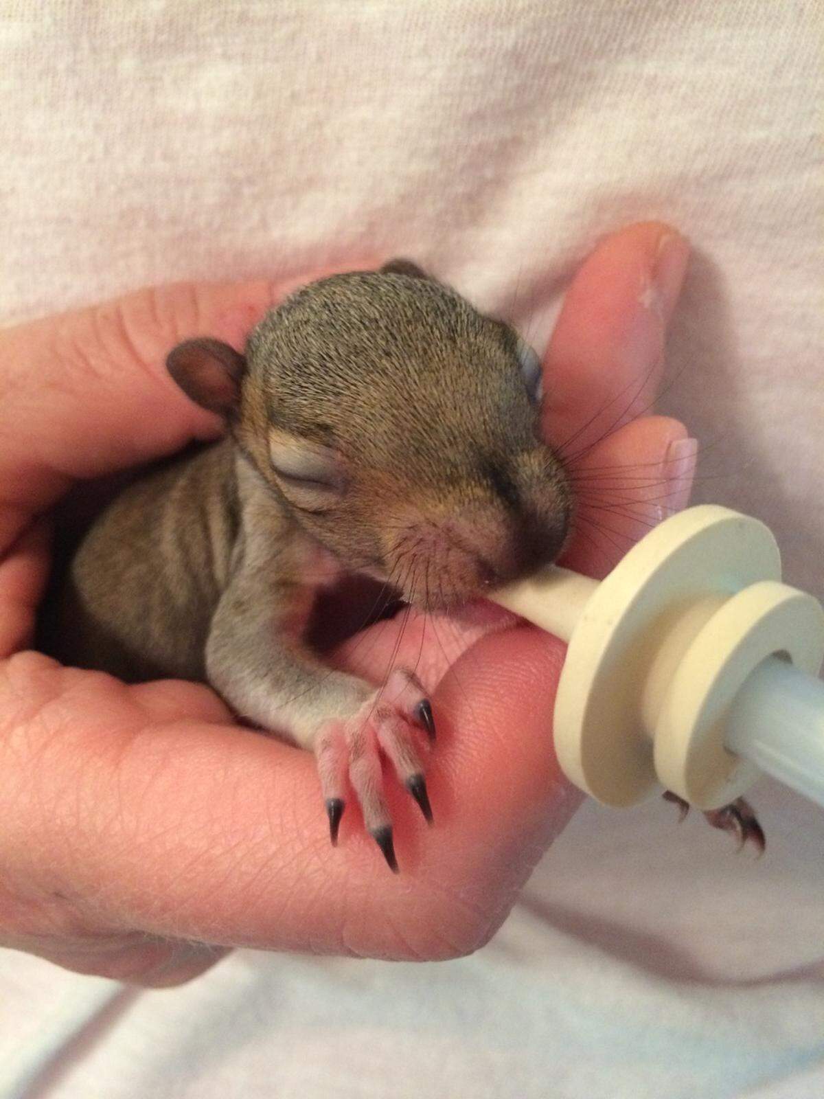 Donations help buy formula for the baby animals.
