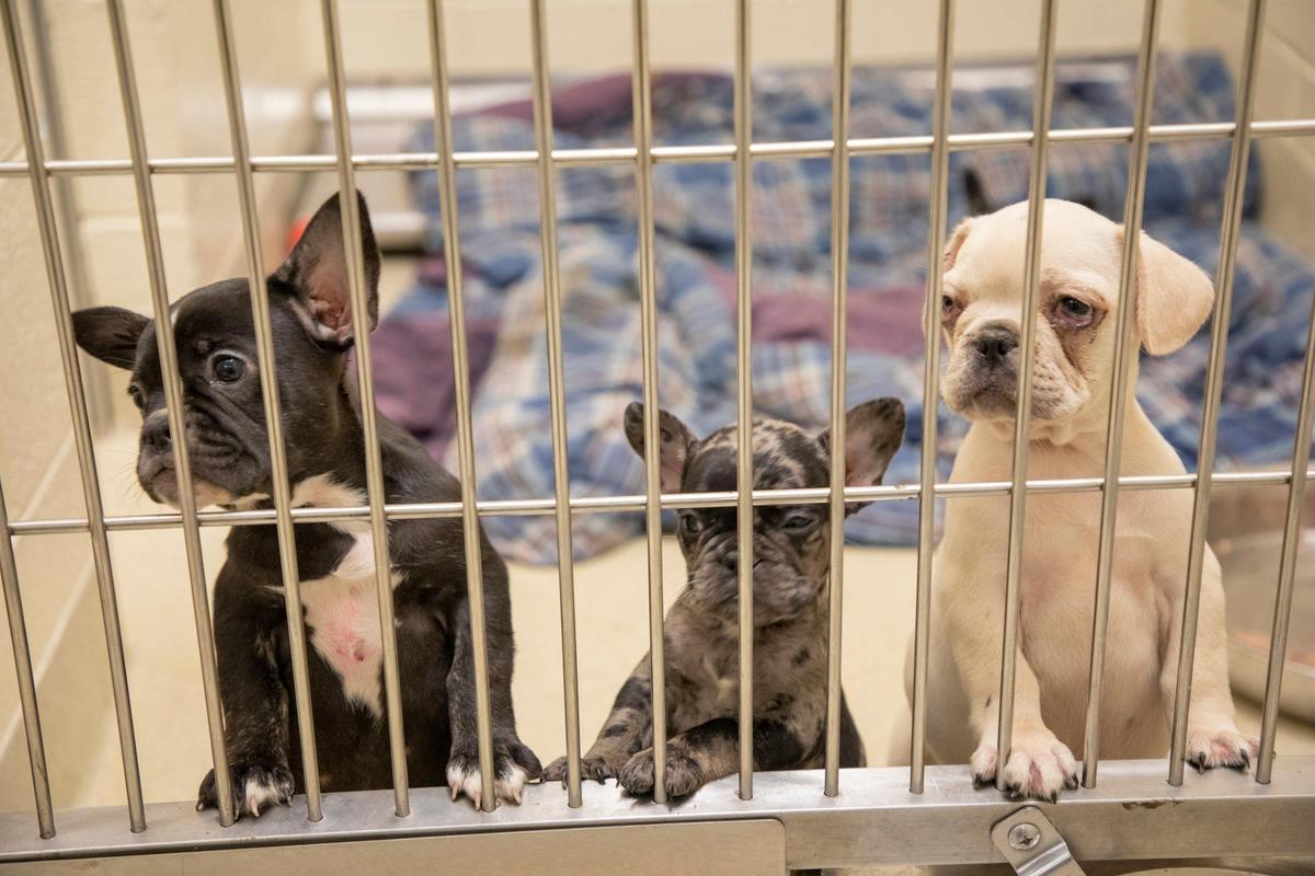 Three of the 57 dogs seized by the Orange County Sheriff’s Office from a breeding operation received medical care at the Orange County Animal Shelter while court proceedings determine their fate in felony charges against their owners, on Tuesday, Oct. 15, 2019, in Chapel Hill, NC.
