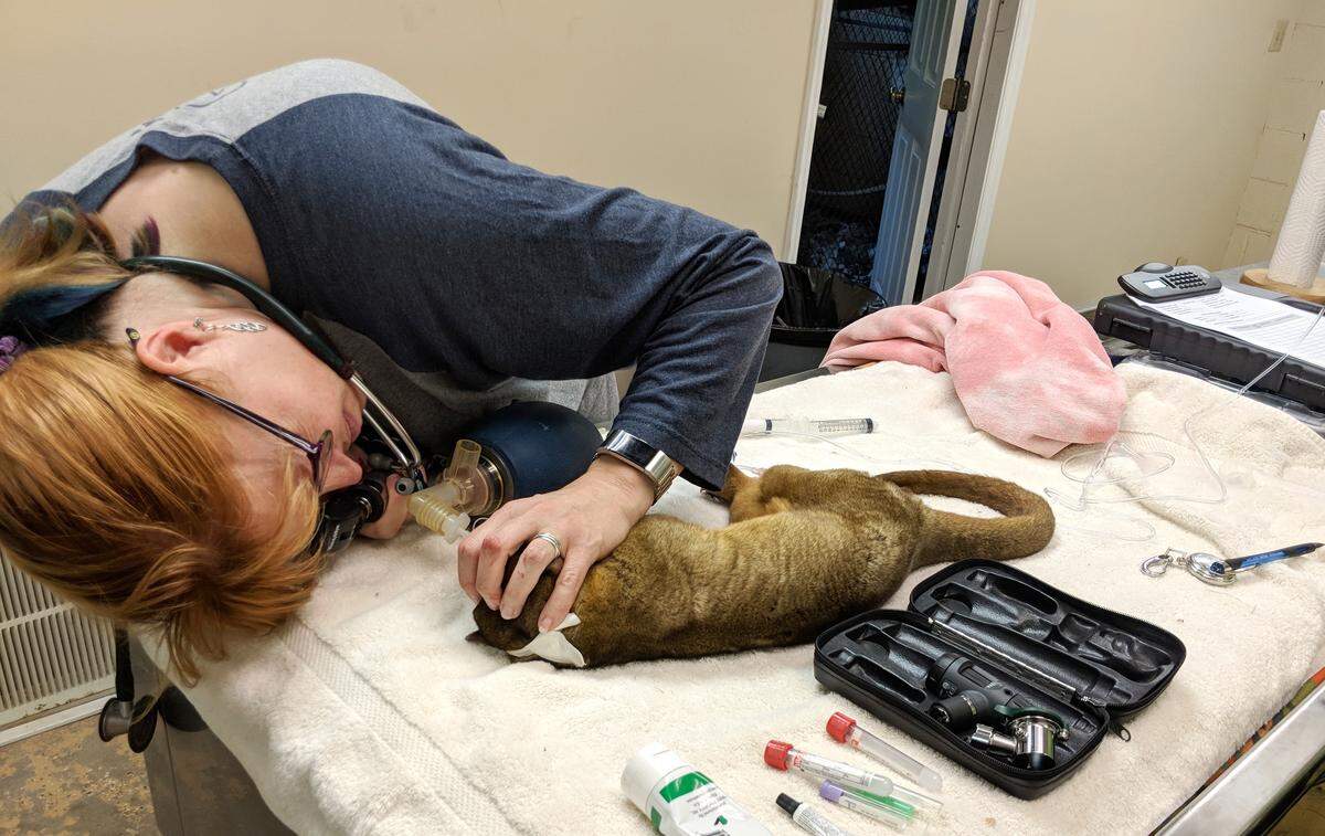 Angela Lassiter, veterinarian at Carolina Tiger Rescue in Pittsboro, N.C., examines Baxter, a seven-year-old kinkajou Tuesday, June 19, 2018. Native to the tropical forests of Central and South America, kinkajous survive on fruit and whip-quick instincts. After seven years of ownership, Baxter’s owners gave him to the rescue sanctuary.