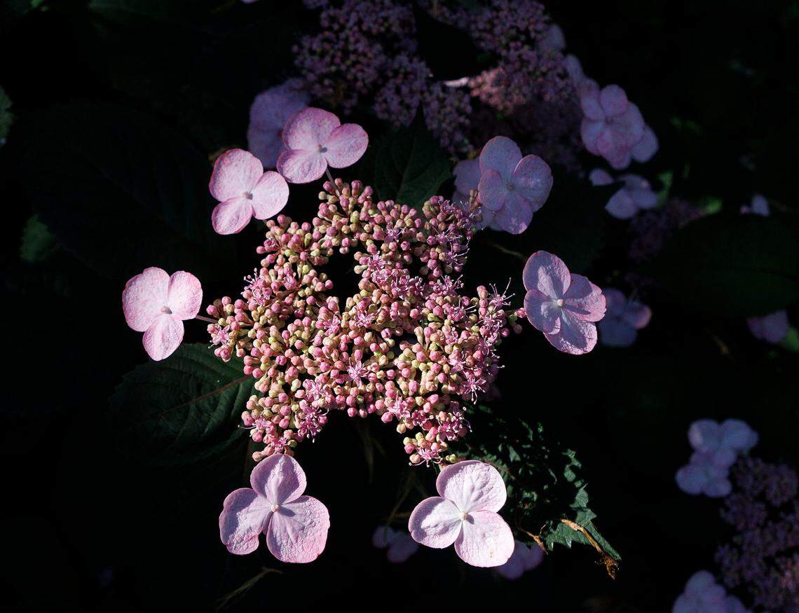 A hydrangea blooms at Sarah P. Duke Gardens in Durham, N.C. on Tuesday, May 21, 2024.