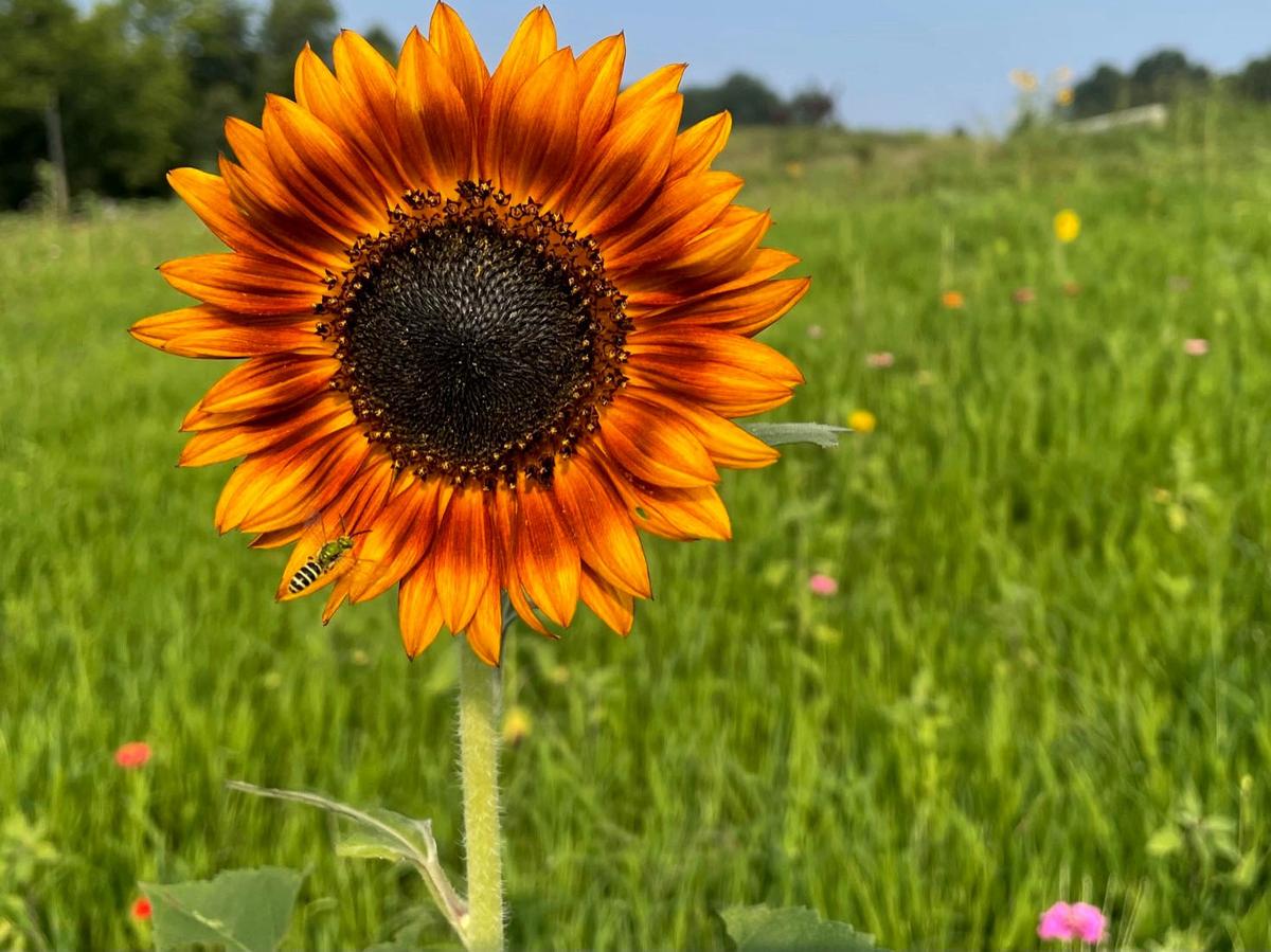 A closeup of a sunflower with a visiting pollinator at the North Carolina Museum of Art, taken in August 2022.