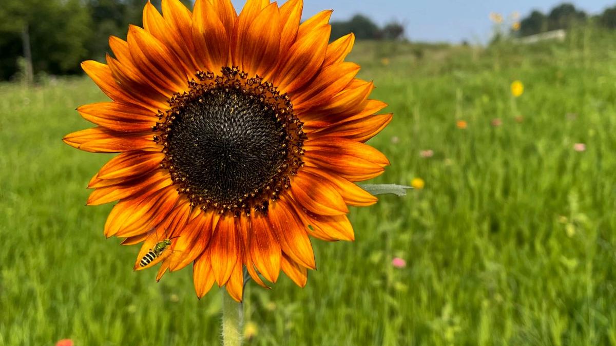 A closeup of a sunflower with a visiting pollinator at the North Carolina Museum of Art, taken in August 2022.