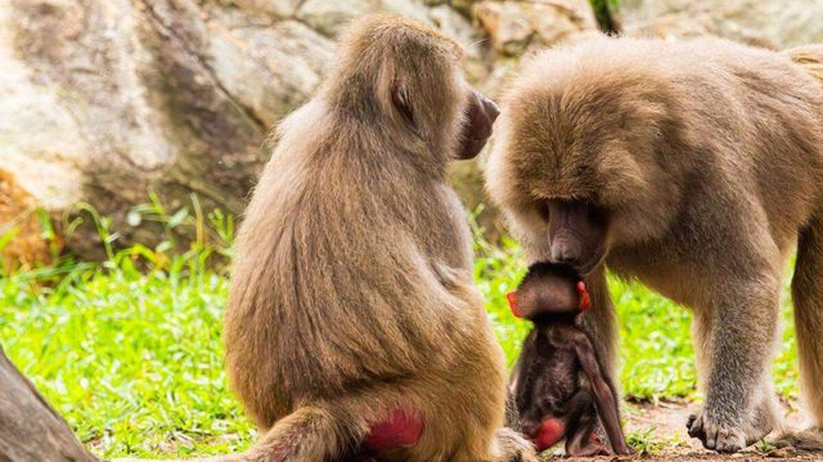 The N.C. Zoo in June welcomed Winnie, a baby Hamadryas baboon. Her parents are longtime residents of the park. The zoo has seen more than a dozen births so far this year.