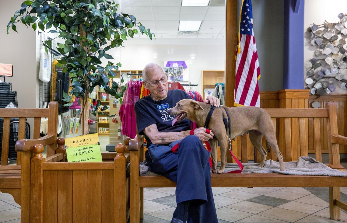Jerry Kroll, 85, sits in the lobby of the SPCA of Wake County in Raleigh, N.C., on Friday, June 22, 2018, with a “Jerry Dog,” as the staff now affectionately calls them. Kroll is a volunteer who brings hard-to-adopt dogs out to the lobby every weekend to help them perk up and hopefully find a home. In 11 years, he has helped more than 300 dogs get adopted.