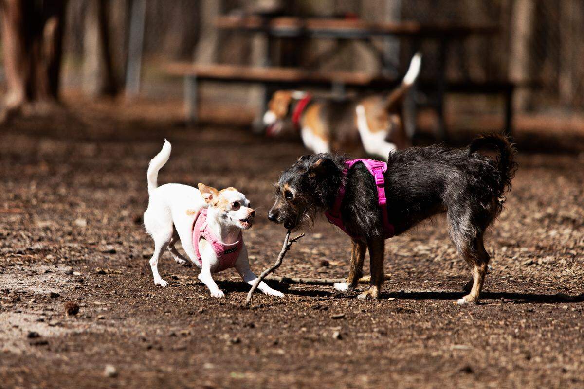 Genny and Cho scrap for a stick at the Millbrook Exchange Dog Park in Raleigh on Friday, March 18, 2022. The park has separate play areas for small and large dogs.