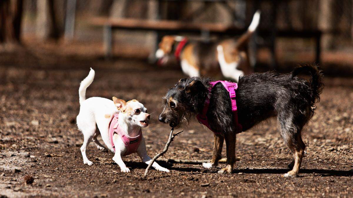 Genny and Cho scrap for a stick at the Millbrook Exchange Dog Park in Raleigh on Friday, March 18, 2022. The park has separate play areas for small and large dogs.