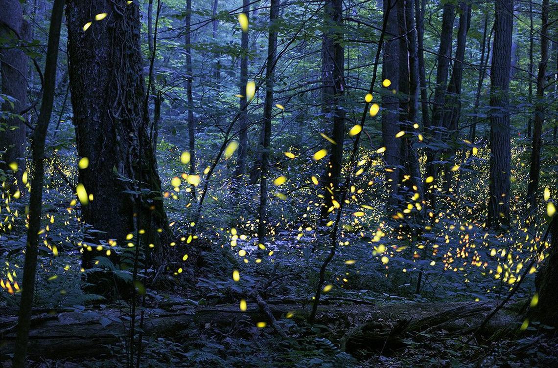 Synchronous fireflies display their lights during mating season at Elkmont in the Great Smoky Mountains National Park
