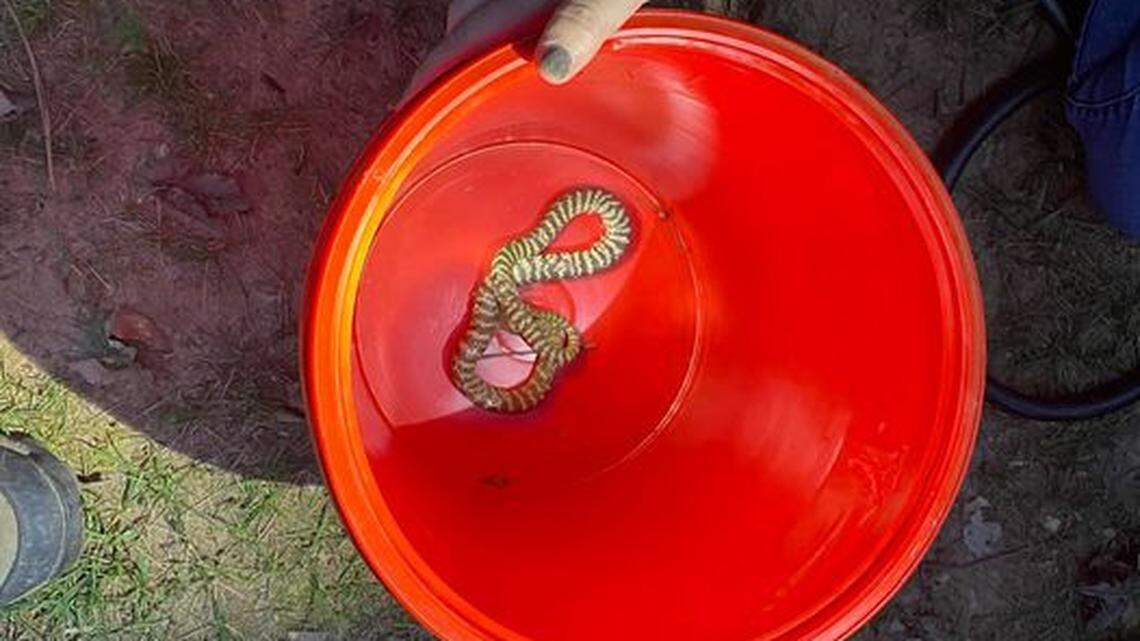 Remembering Raleigh’s escaped spitting cobra drama of a year ago as city backs new rules