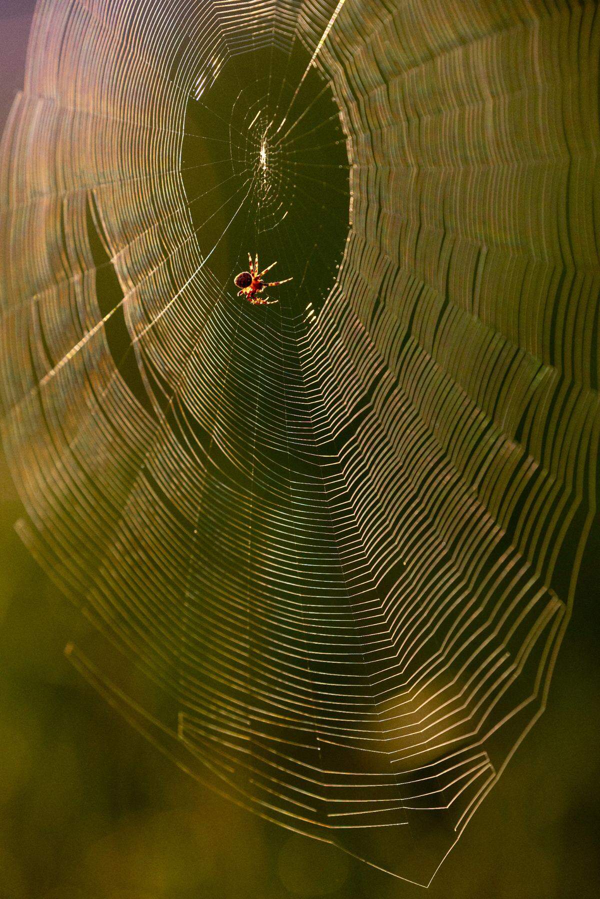 An orb-weaver spider, completes a massive web in the glow of the evening sun along Suttles Road on Wednesday, July 2, 2025 in Pittsboro, N.C. Orb-weavers are know for their distinctive spiral shaped webs, prefect for capturing prey.
