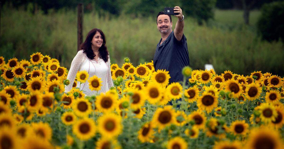 Sam Vereschzagin and his wife Diana take a selfie in the sunflower field at Dorothea Dix Park Sunday morning, July 10, 2022 at Raleigh, N.C.’s Dorothea Dix Park.