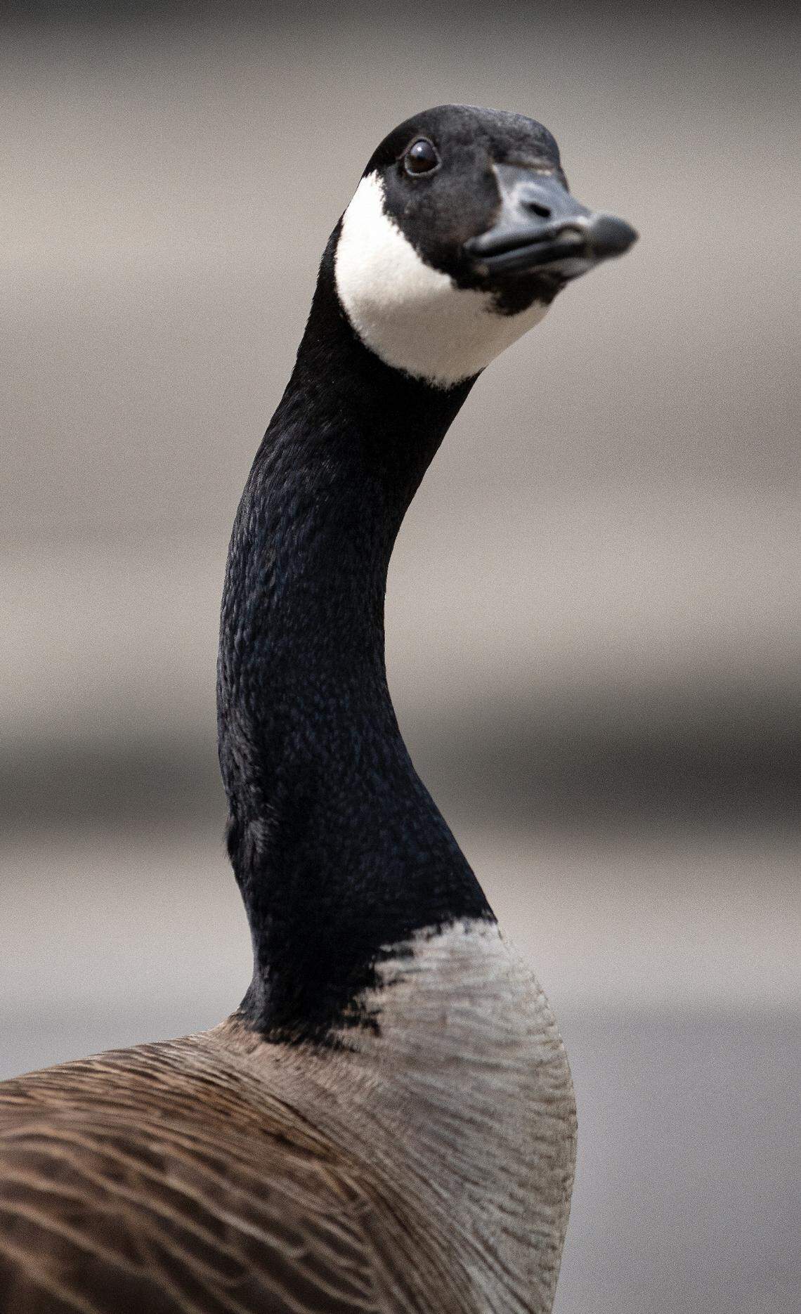 A vigilant Canada goose protects a nearby nest in a Morrisville neighborhood.  