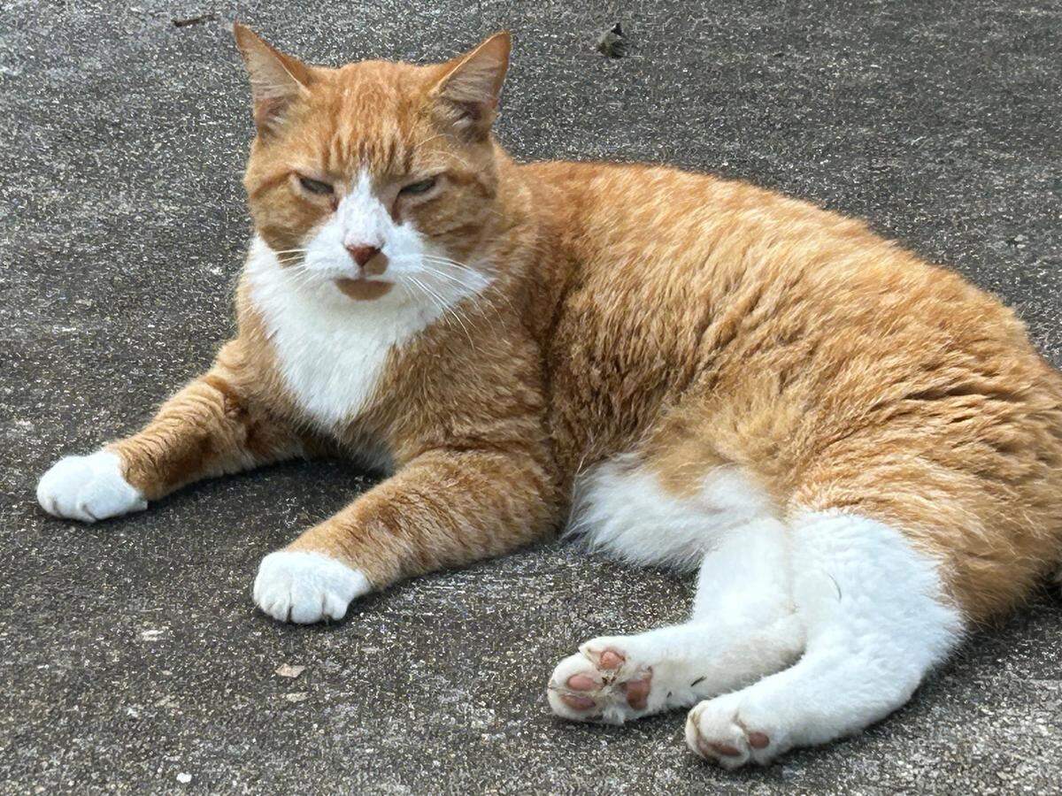 If elected Raleigh mayor, Teddy promises greater funding and awareness toward spaying and neutering.